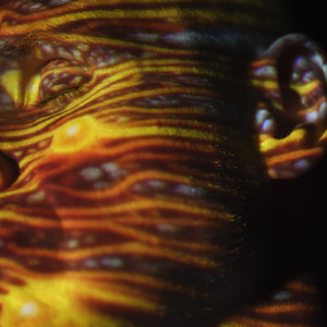 日韩精品一级毛片免费
