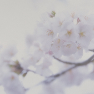 日韩精品一级毛片免费
